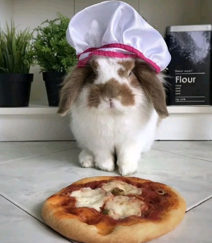 ashyaywoohoo's tweet photo. oh.... you made me a new one! i forgive you little bunny thank you https://t.co/Eha1M83vrV