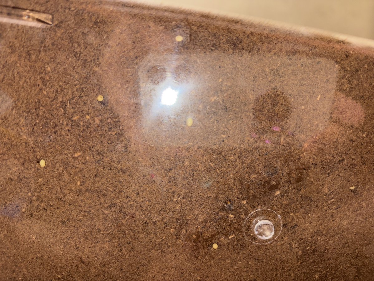 GAN_dct's tweet photo. 三日前にノコギリクワガタのオスが亡くなり、庭に埋めました

本日、斯様なものを確認いたしました

メスを購入したのは欺瞞だとも思ったのですが、正直涙が止まりません

ありがとう、ノコ太郎(うろ覚え)😭😭😭😭😭

#ノコギリクワガタ https://t.co/AHnBtw6GUy