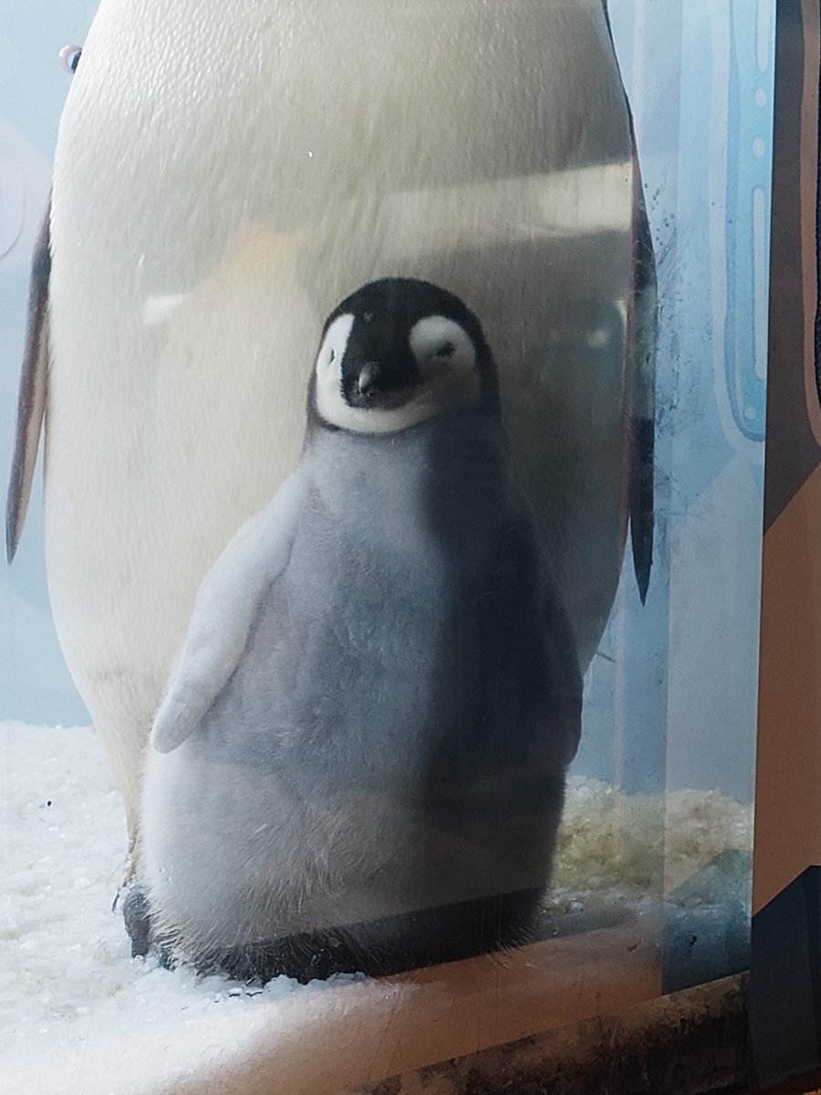 rakkolvr's tweet photo. パパペン🐧にムギュとされちゃうベビ🍼
2026.9

#長隆海洋王国#エンペラーペンギン https://t.co/AHHxUAqOhT