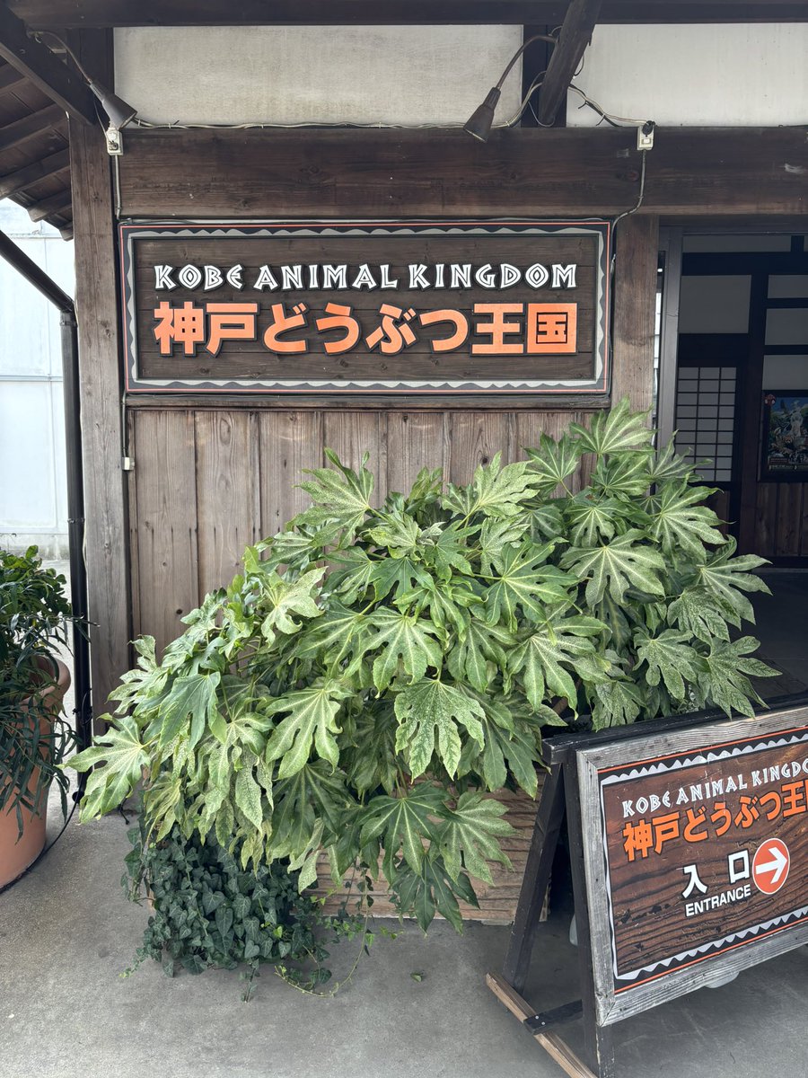 sunkokosunmiya's tweet photo. 近いのに初めて行った！
おっとこ前のハシビロコウ！とナマケモノ https://t.co/oJENQBPwtr