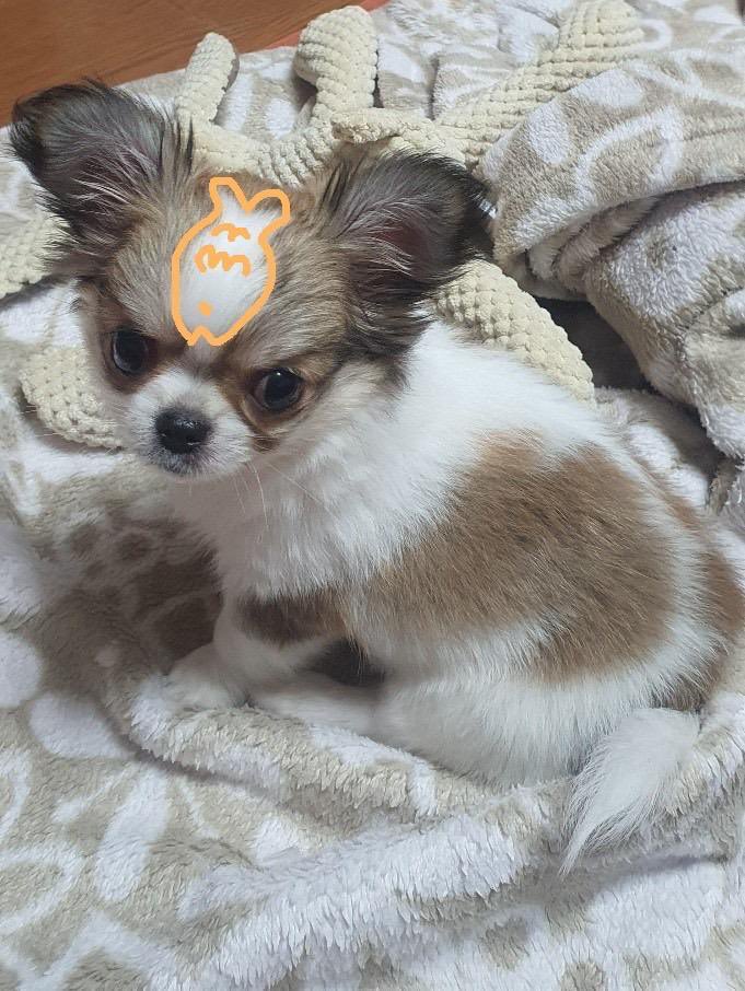 mylifeki's tweet photo. 봉숙이 머리에 붕어빵 ♡ https://t.co/kkH1G67Efq