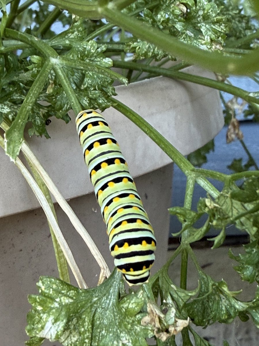 MSUextPlantLab's tweet photo. It’s parsley worm time! Every year I delight in sharing my parsley with the beautiful caterpillars that will become black swallowtail butterflies. They are voracious feeders, but the plants will recover. #MSUext https://t.co/cA5XgoCbql
