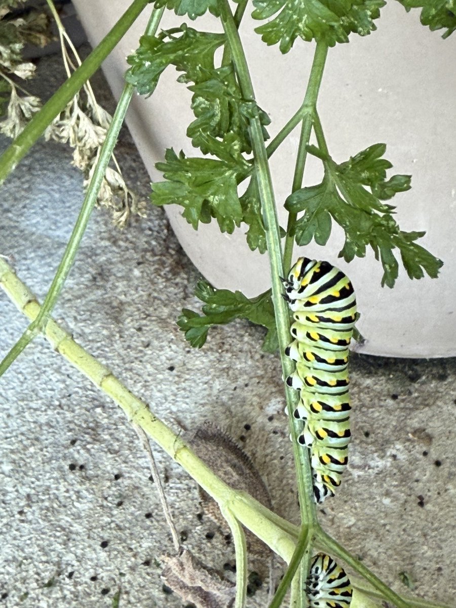 MSUextPlantLab's tweet photo. It’s parsley worm time! Every year I delight in sharing my parsley with the beautiful caterpillars that will become black swallowtail butterflies. They are voracious feeders, but the plants will recover. #MSUext https://t.co/cA5XgoCbql