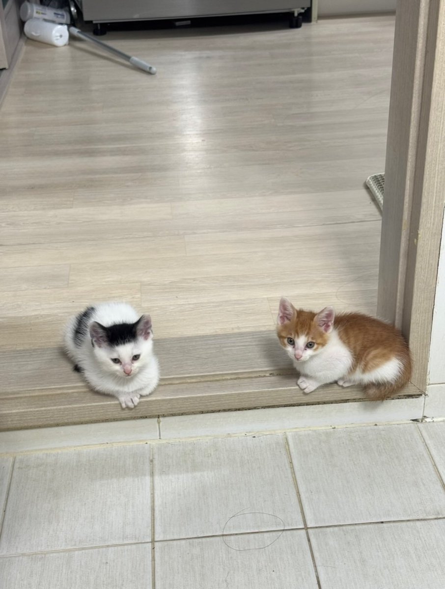 BestOfMeow's tweet photo. https://t.co/pFumJvMpj0
