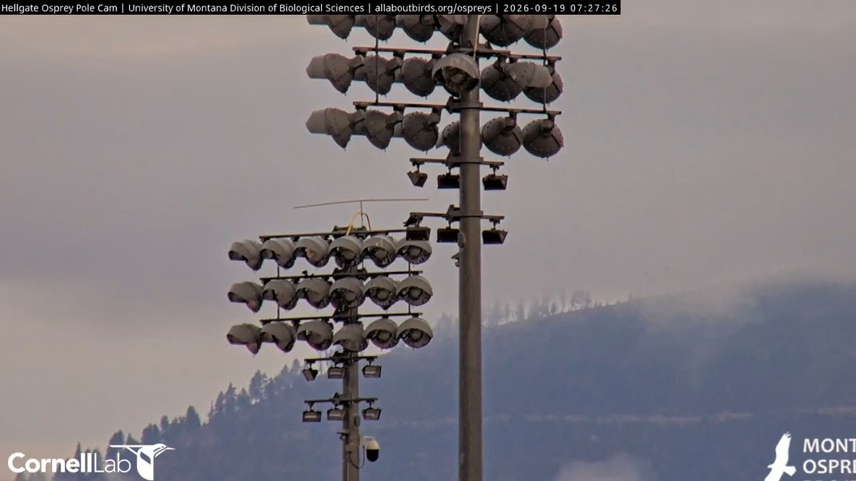 HellgateOsprey's tweet photo. 07:27, 9/19 Good Morning, #CHOWS! How bout breakfish with the Queen?  #HellgateOsprey https://t.co/zaSjqI2Sy3