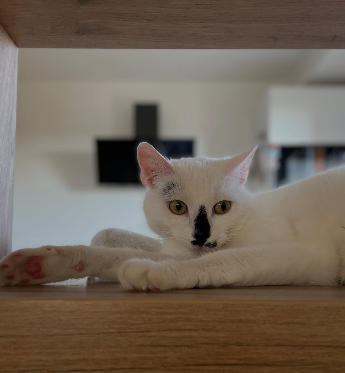 JanineGulbraa's tweet photo. The kitchen is currently Ella’s favorite place because of its cool surfaces. Is your area experiencing a heat wave too? https://t.co/dnsatCCbWX