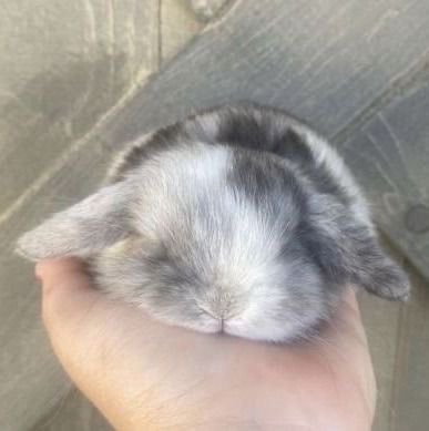 Bunnies's tweet photo. https://t.co/Mu4eQo2h1q