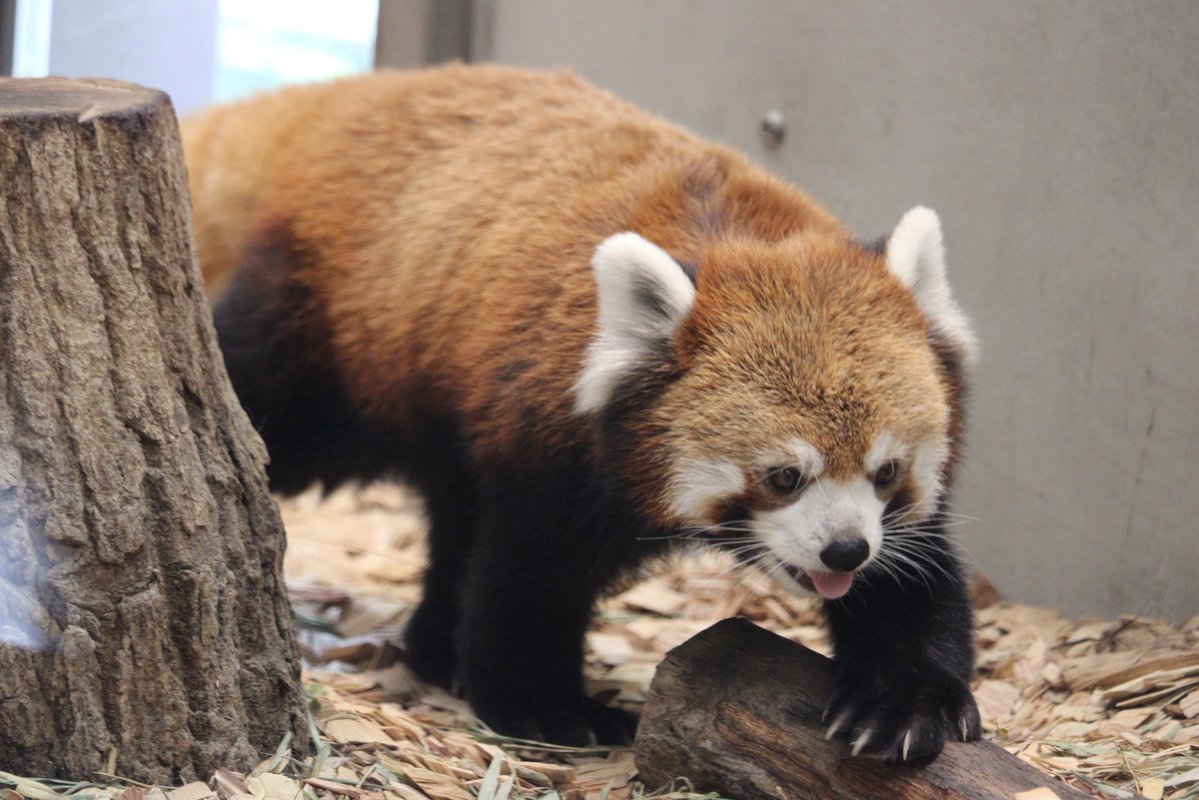 SunAzuKomCats's tweet photo. 本日は、#国際レッサーパンダデー
みんな健康で幸せに過ごして、人間達に可愛さと癒やしを届けてくださいね！
#モッチー #縞縞 #杏香 #令 https://t.co/Oas1xWGx6X