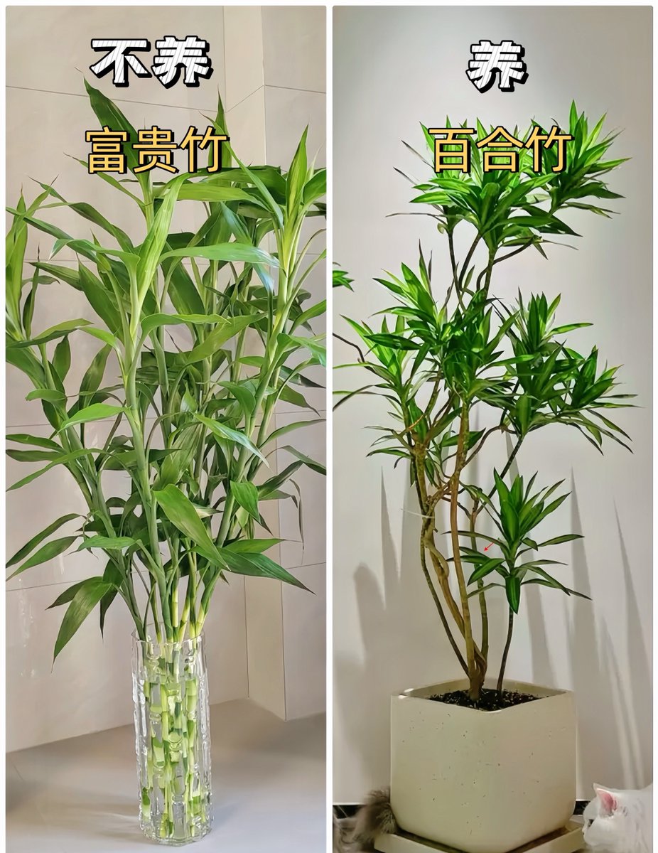 crosf576396's tweet photo. The plant I grew from a tiny seed 6 months ago just became big enough to share with my new roommate today—small wins make home feel so much warmer.， https://t.co/kFJqkqPIRc