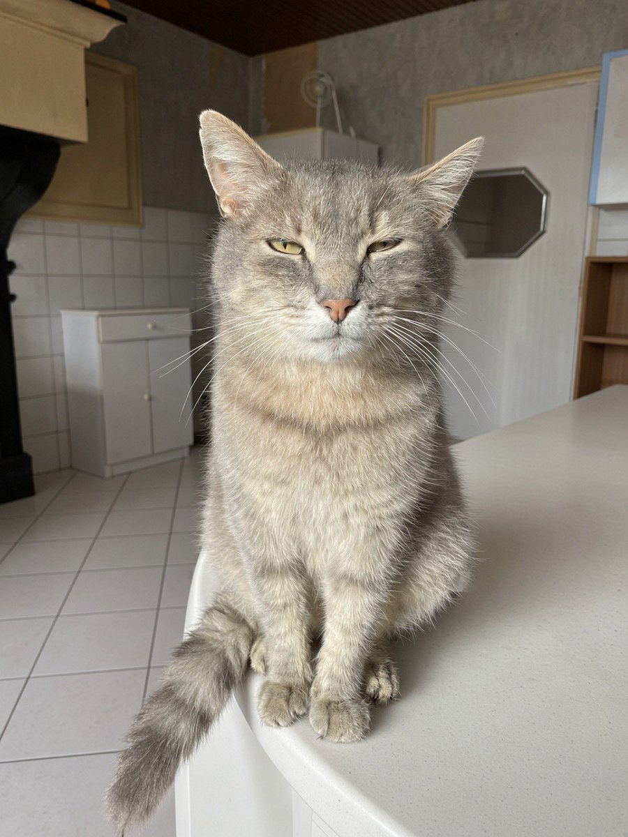 la_baballe's tweet photo. Mon chat est paralysé de son côté gauche suite à une opération d’un cancer de l’oreille.
Il veut savoir s’il est beau quand même. Qu’en dites-vous? https://t.co/v3U070aWr7