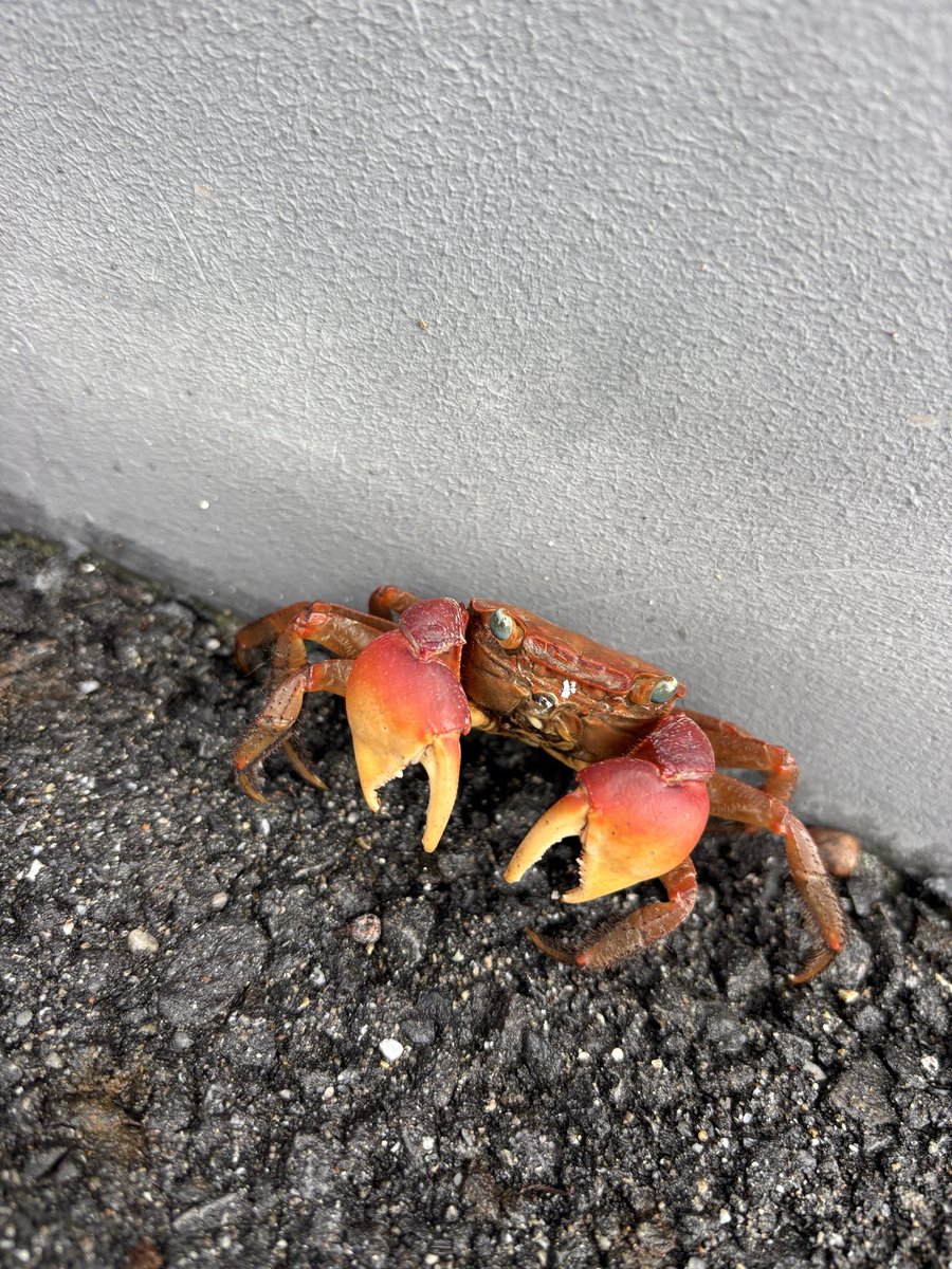 hikaru_oshiro74's tweet photo. 道端に蟹が歩いてた🦀

あんまり分かってないんだけど
カニって茹でたりしなくても赤いの？笑

あと昨日の楽屋ギャルすぎて可愛かった😆

#マジプリ 
#大城光 https://t.co/sUj0MAc8Qh