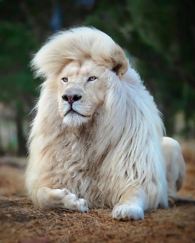 Hana_b30's tweet photo. The white lion stands out as one of the most stunning and unique animals on Earth. https://t.co/5m6J3KfOX2