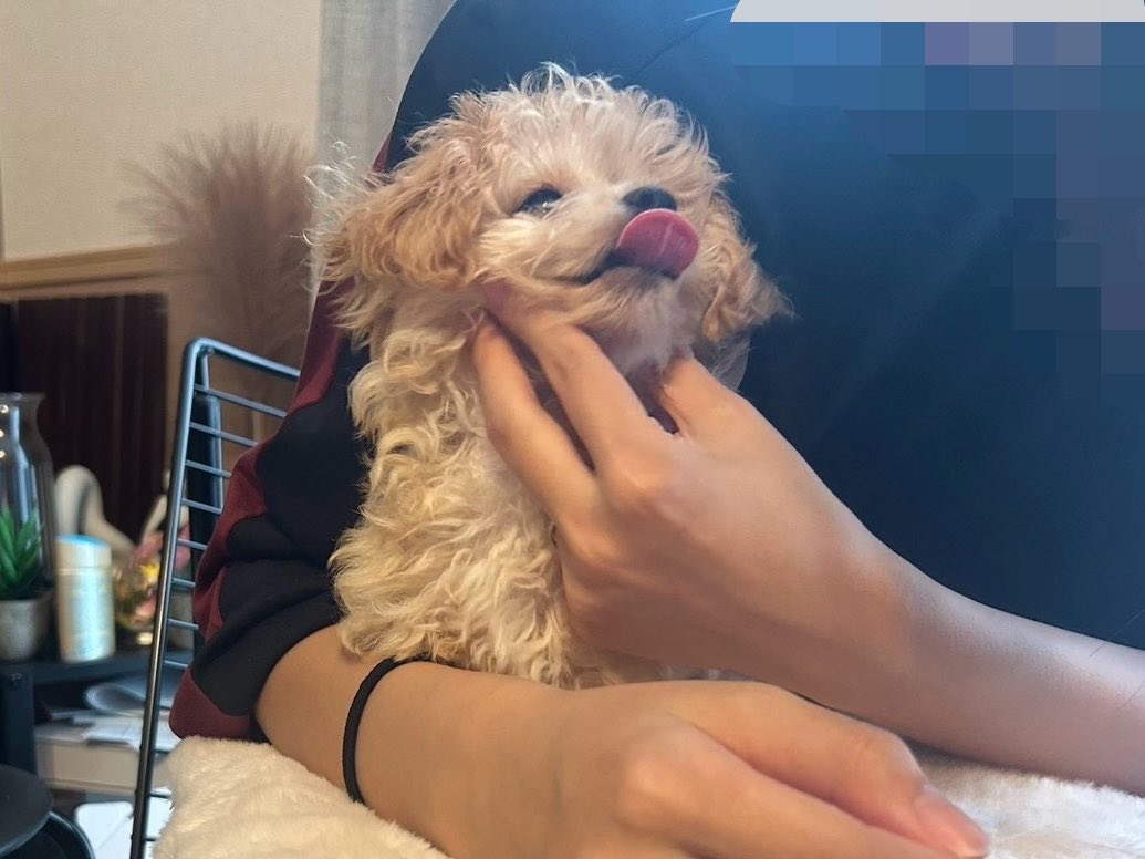 wow_prr's tweet photo. 隙あらば飼い主の顔を舐めたい犬 https://t.co/IiDF5L8CG9