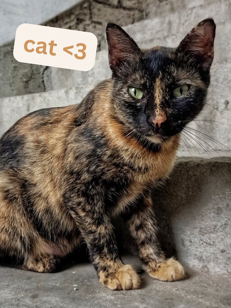 FlorenceToyama's tweet photo. Get to know me a little. Fun fact: I could talk about my favorite things for a whole week straight! Don’t get me started on One Step Beyond. https://t.co/QyBMy2Qqck