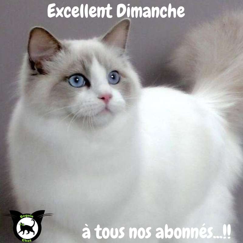 BeguinChat's tweet photo. ❤️Beguin-chat souhaite à tous ses abonnés.. un Excellent dimanche...!! ❤️
#meschats #chaton #chatonmignon #chatdamour #leschats #matou #bouledepoils #chats #catlovers #CatsOfTwitter #Caturday #catlife #instacat #pets #kittens #cats #cat https://t.co/Ms4yKUdIyD