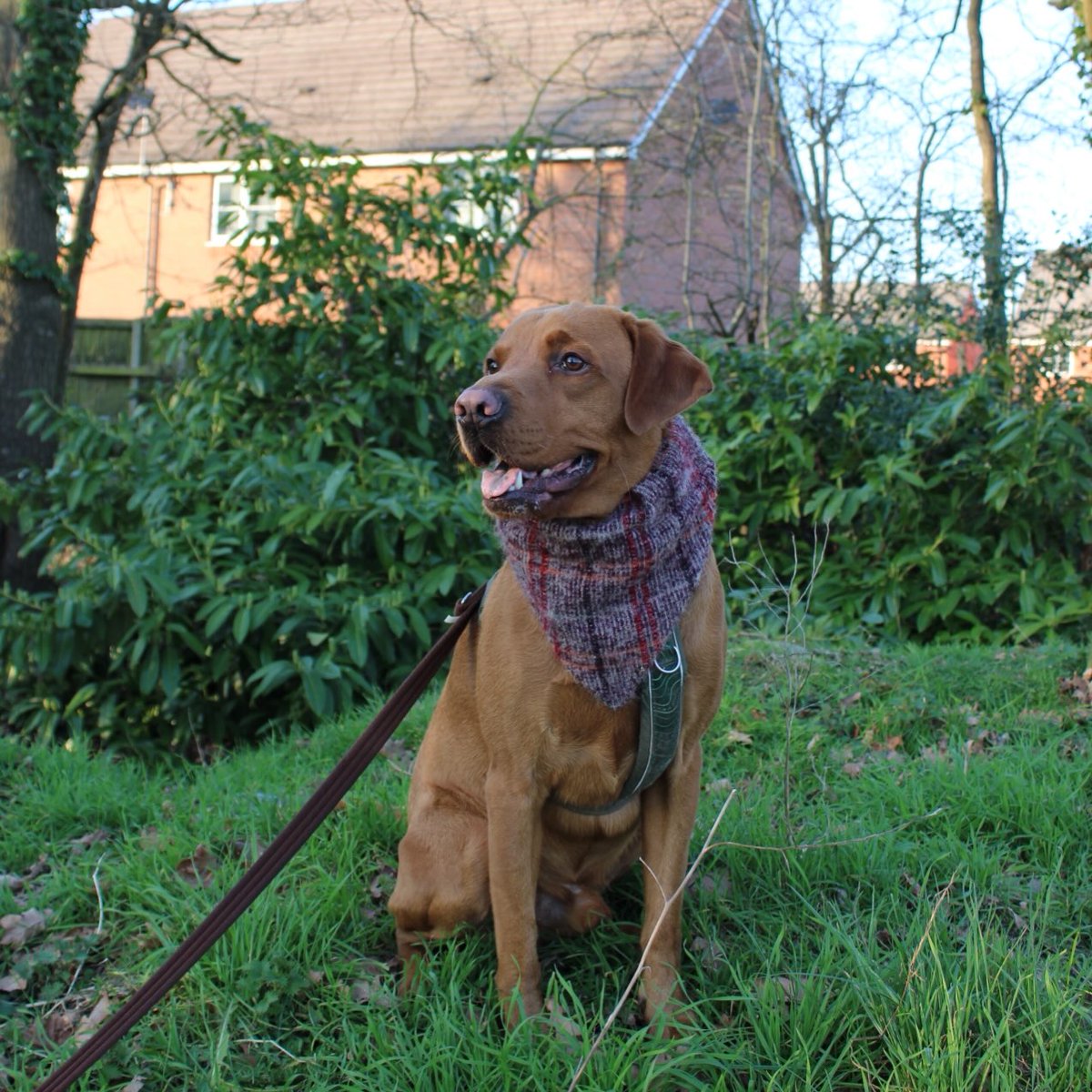 LanieReihing's tweet photo. Happy Friday, everyone! We hope you all have a wonderful weekend. Reggie is warm and cosy in his winter warmer from Benji’s Bandanas. Use code REGGIE15. https://t.co/bUfSfnQ2u1
