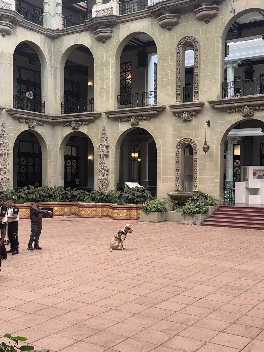 moonlxverss's tweet photo. mi highlight de la semana fue este perrito rescatista ay no 😭😭😭 MIREN Q LINDO HASTA TENIA SU GORRITO Y SUS LENTECITOS😭😭😭😭😭😭😭😭😭😭😭😭😭😭😭😭 https://t.co/bMEWiRxsHz