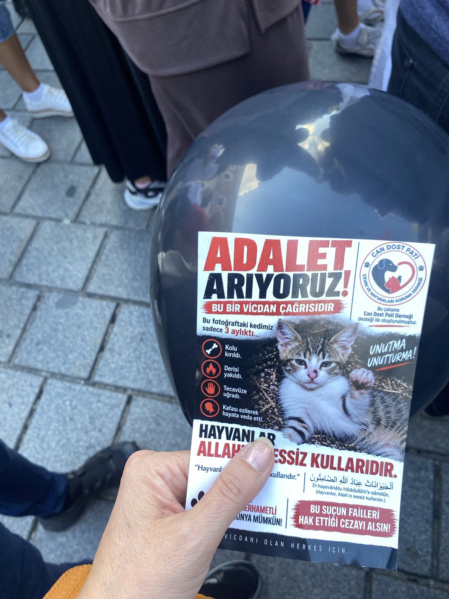 kadrisko's tweet photo. #minikiçinadalet #YavruKediçinAdalet #HayvanKatliamınaDurDe https://t.co/qcMVFyopra