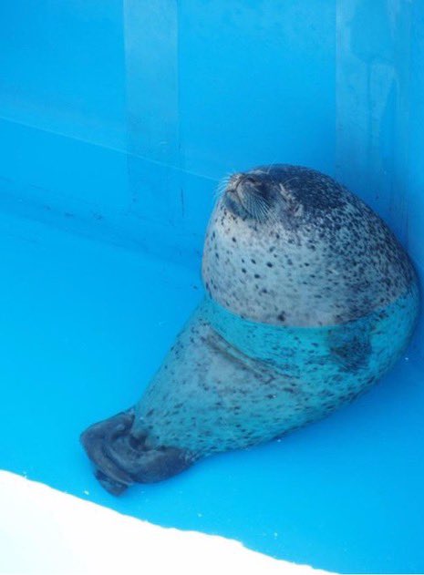 fiddlerboi's tweet photo. Seal… that can’t be comfy for you… https://t.co/5kp2BR5k2G