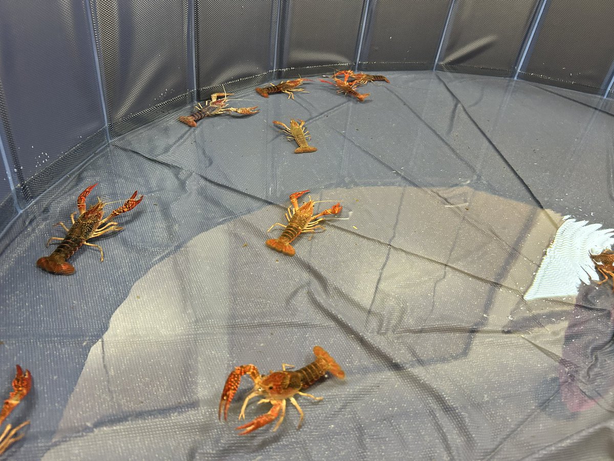 hoshidakoji's tweet photo. 「ザリガニを学ぶ、知る、食べる」を訪問しました。

東京農業大学の武田博士によるおもしろ授業では、ザリガニの生態や外来生物が自然環境に与える影響について学びました。

実際にザリガニに触れ、最後は茹でたザリガニを試食も！海洋ごみを減らす環境授業も行われ、子どもも大人も楽しみながら、身近な生き物や自然環境について学ぶ貴重な機会となりました。