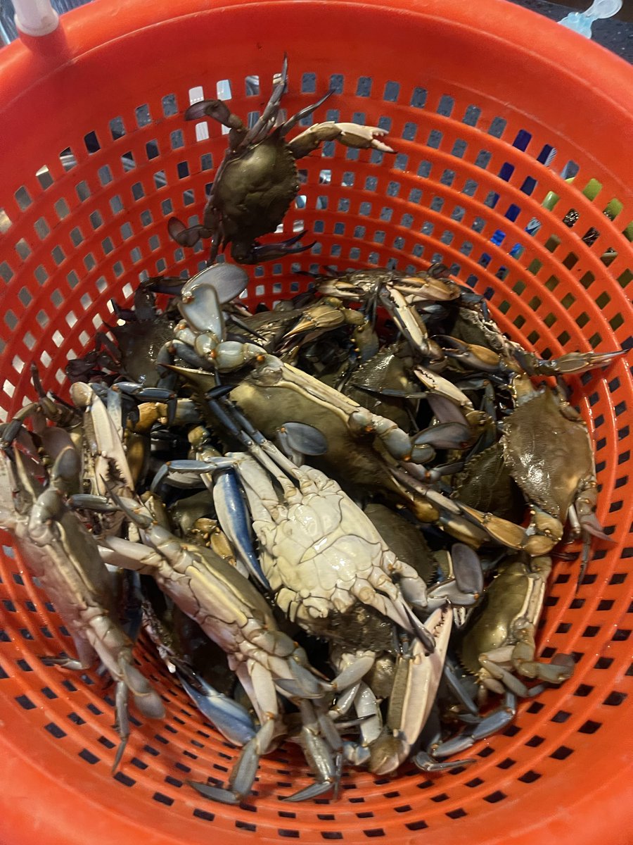 JosephPinetti's tweet photo. We sell crabs and we will also do tours !

Keep what you catch!

Message me for details! https://t.co/5nETA7vwR5