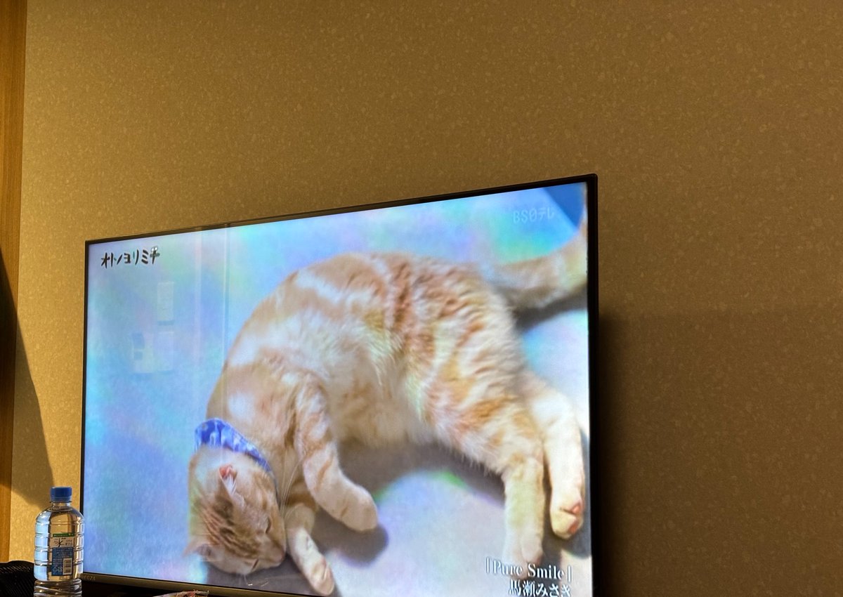 yuusukematsuda's tweet photo. 温泉入りまくって、部屋で猫の番組見てる。 https://t.co/2PYP58SX8y