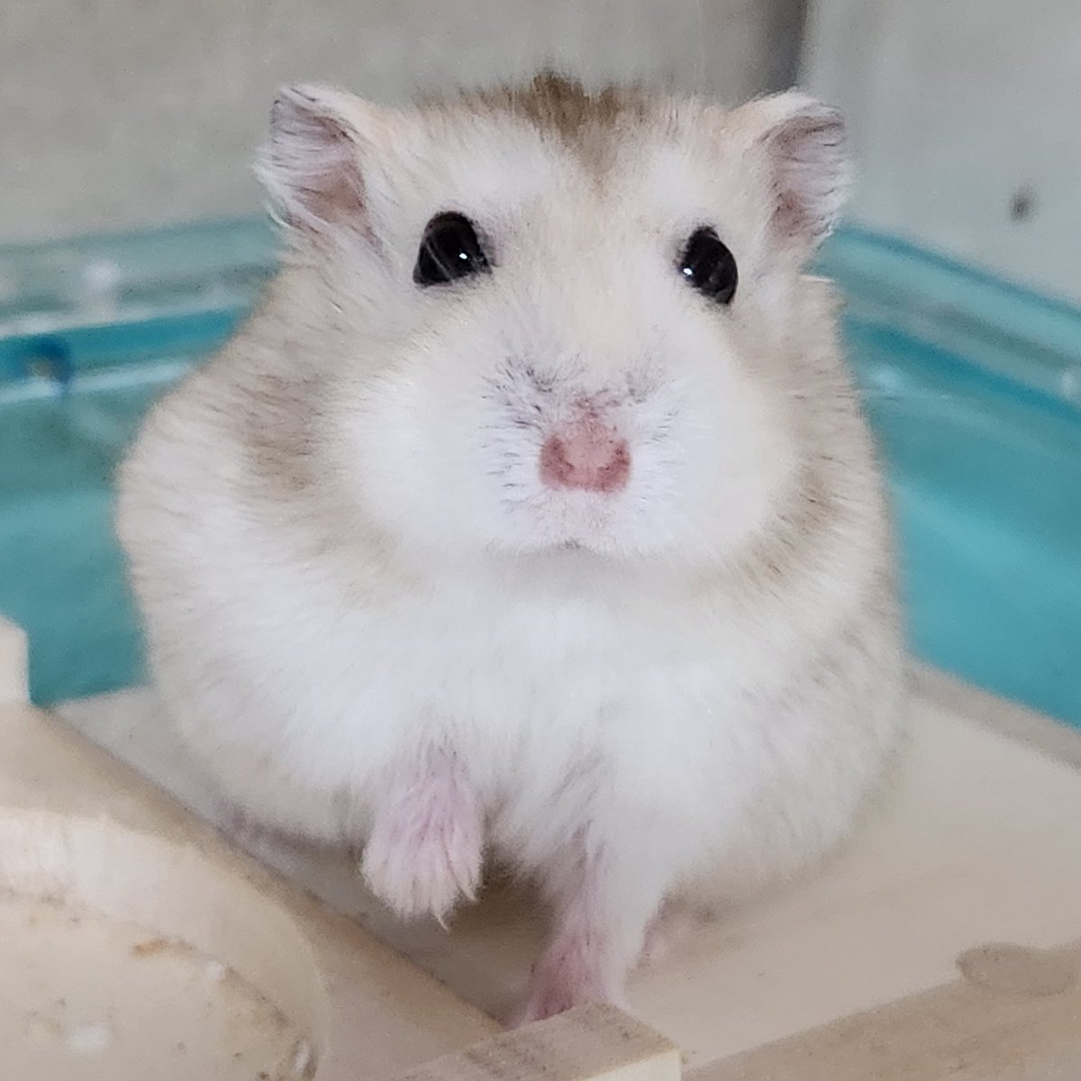 my_hmgmouse's tweet photo. #今日のこぱん https://t.co/lrs15lk6eq