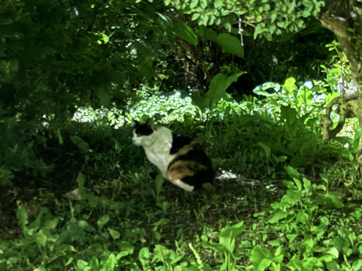 ishigakifes's tweet photo. 恐れ入ります。

さきほどライブが終わりました。

🐈

#いしがき2026
#いしがきミュージックフェスティバル https://t.co/yxYoMH3Wwq