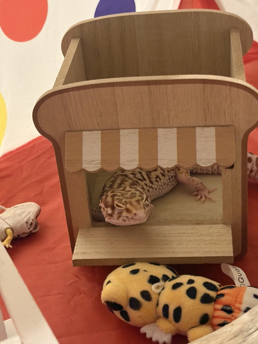 greeenduck's tweet photo. お腹いっぱいで夢うつつなぐんて🦎💤

#レオパ https://t.co/uSjeEvSw8w