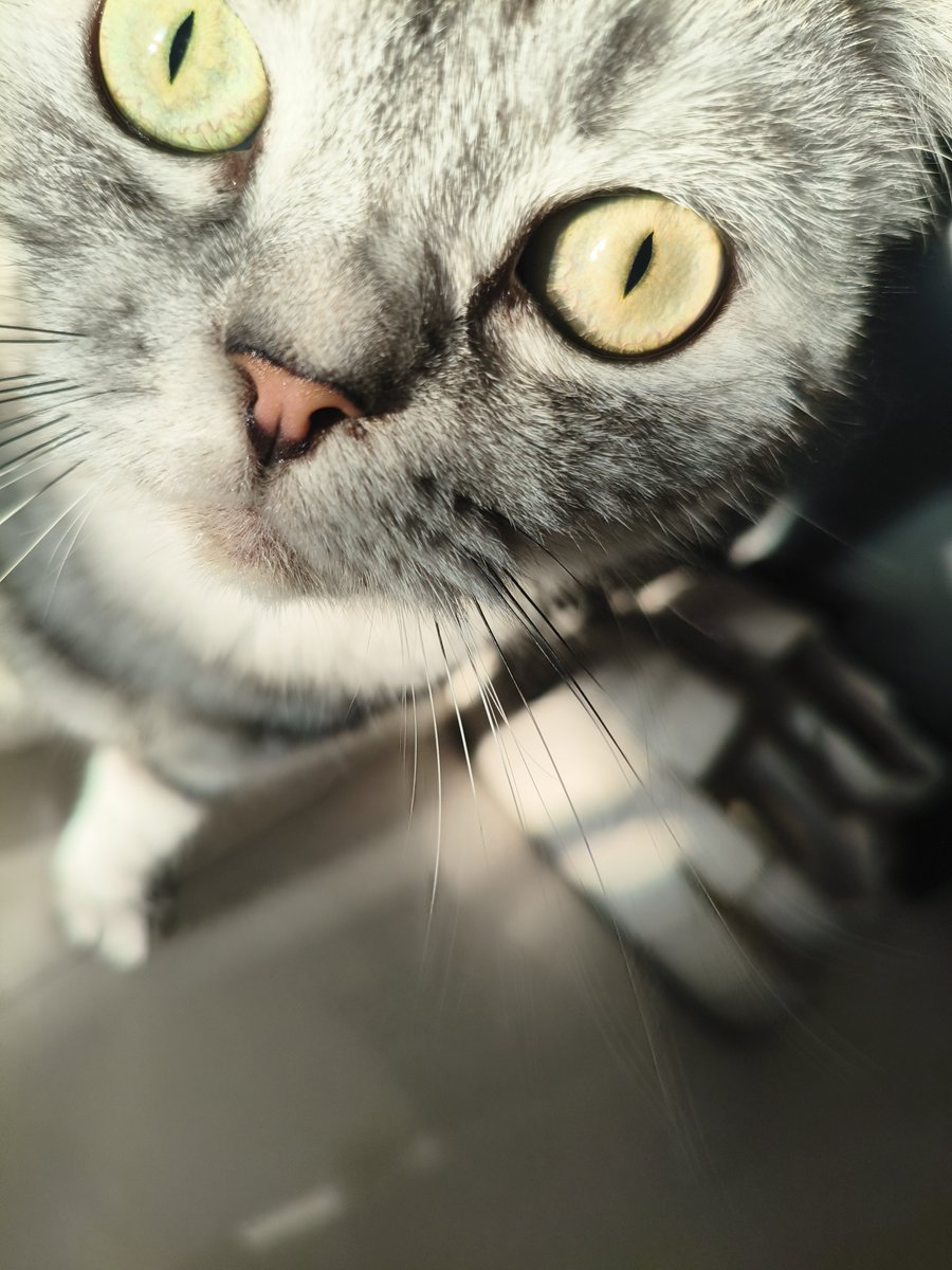 Cyixuan_water's tweet photo. 猫🐱 https://t.co/ED1Zu8lkQJ