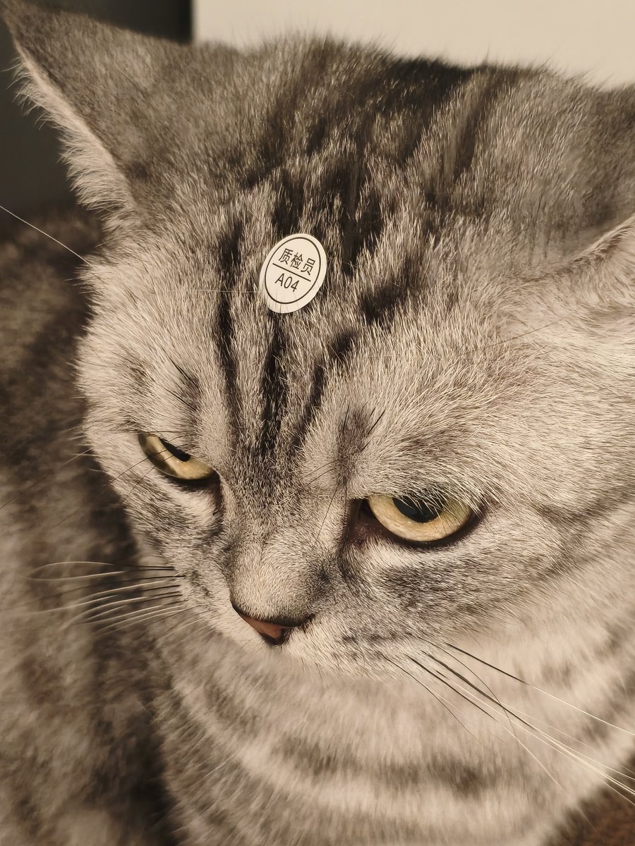 Cyixuan_water's tweet photo. 猫🐱 https://t.co/ED1Zu8lkQJ