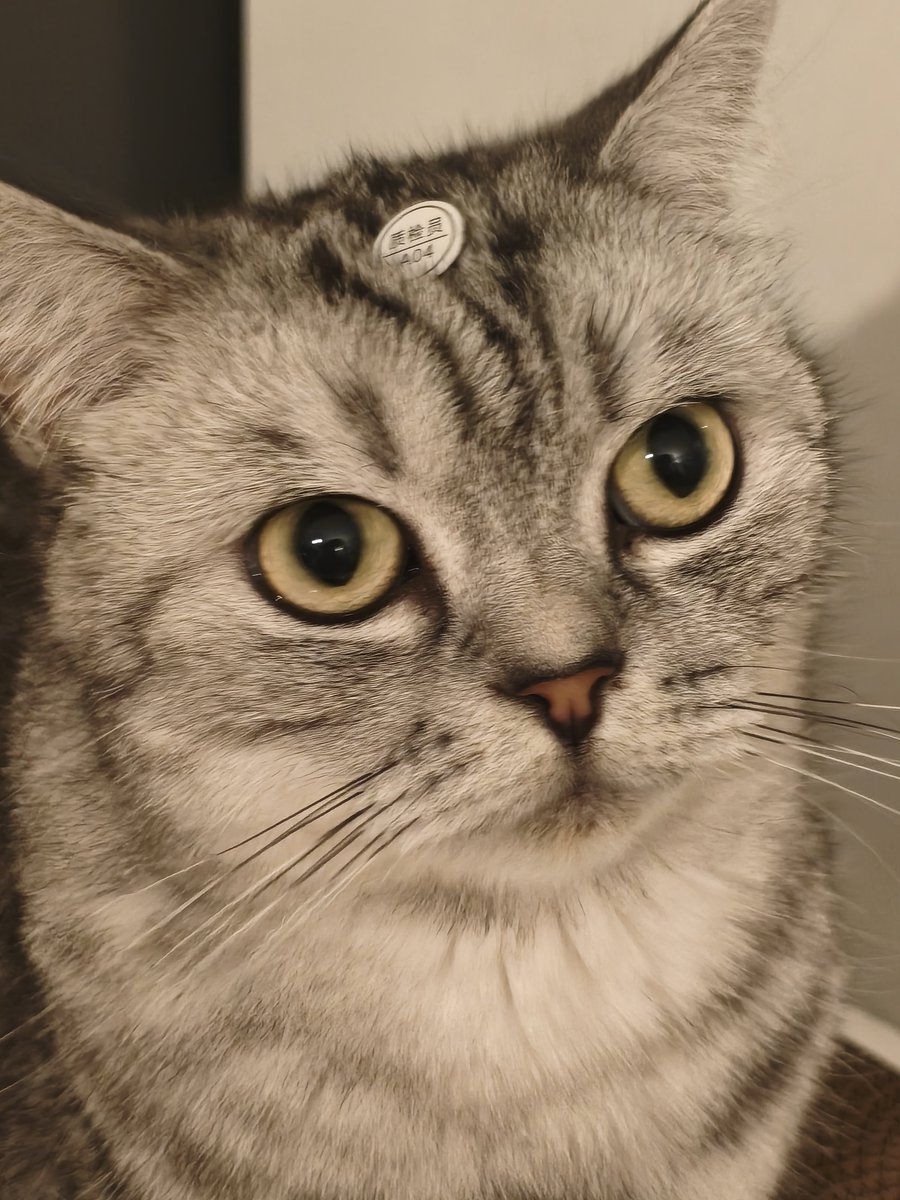 Cyixuan_water's tweet photo. 猫🐱 https://t.co/ED1Zu8lkQJ