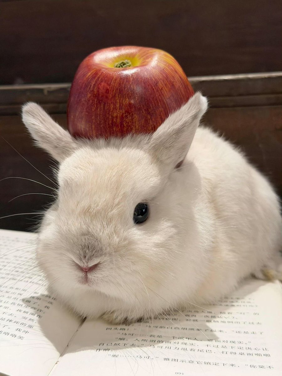 arrn0b's tweet photo. 🐰🍎 https://t.co/f0hgRG7vys