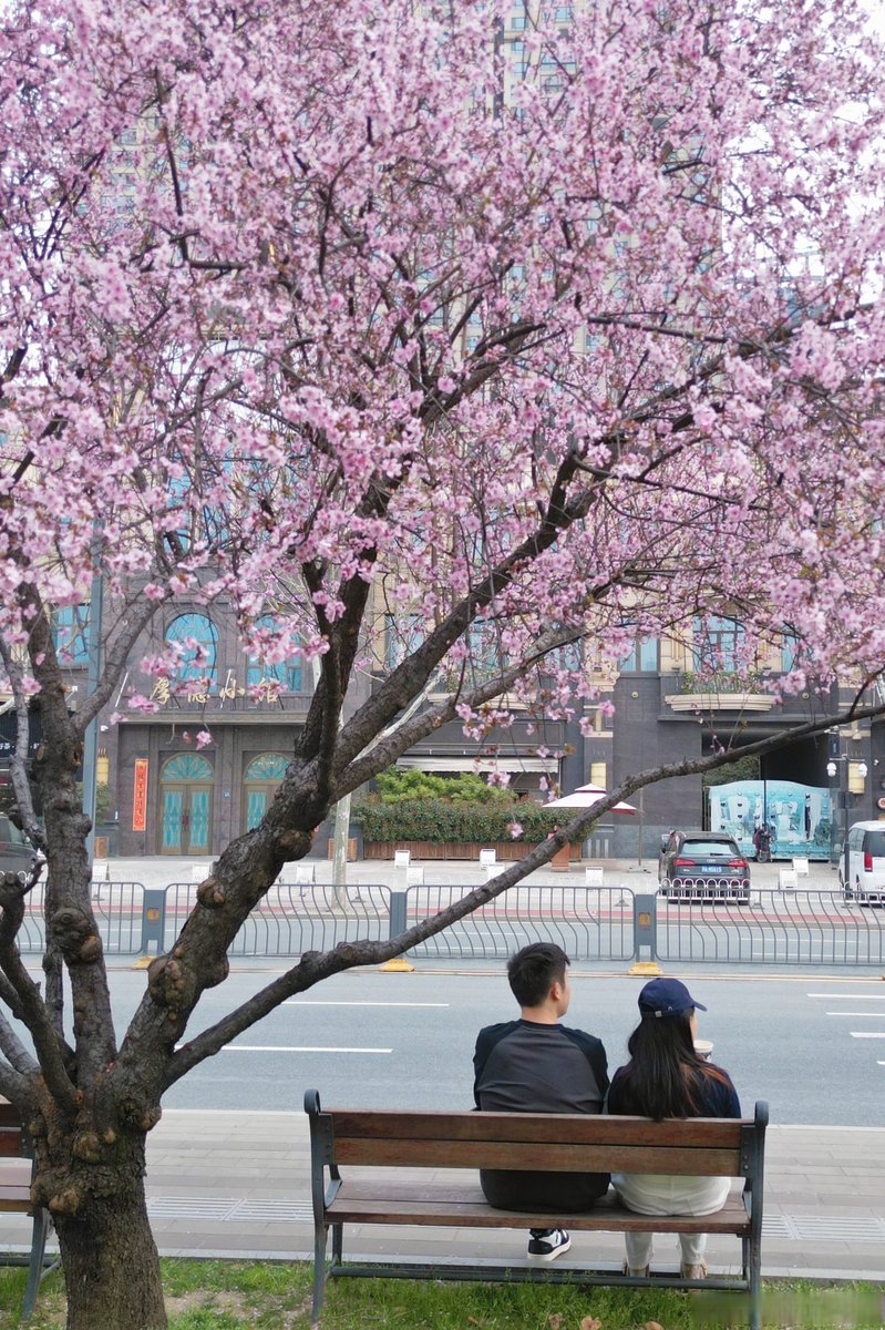 MosheBreckzpk0's tweet photo. La primavera trae flores coloridas y aire fresco, perfecto para salir a caminar! https://t.co/8t0jnrcWpQ