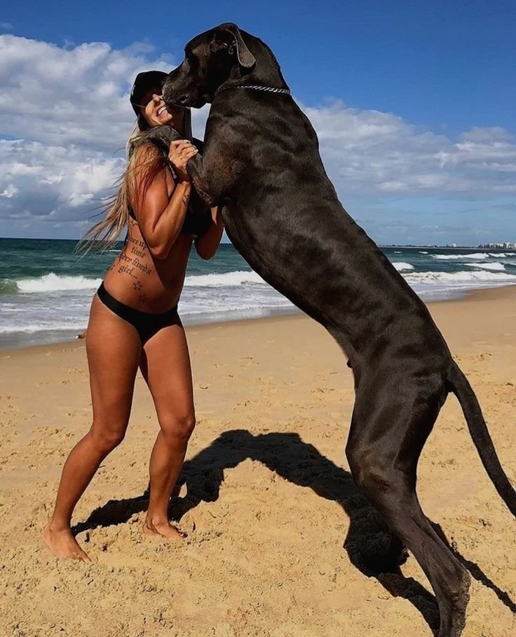 xk4ltAlexanderJ's tweet photo. Your wait is over 🐾  
All my personal dog content is waiting on Telegram ❤️  
Hit the link below to join ⬇️  
🔗
https://t.co/4TZLAvzpi4
https://t.co/4TZLAvzpi4

#zoophillia #zoosarevalid #beastiality #dogknot #zooprideisvalid #k9girl #zoopride #zoophilepride
 #zoopositivity https://t.co/NXWkVpAc36