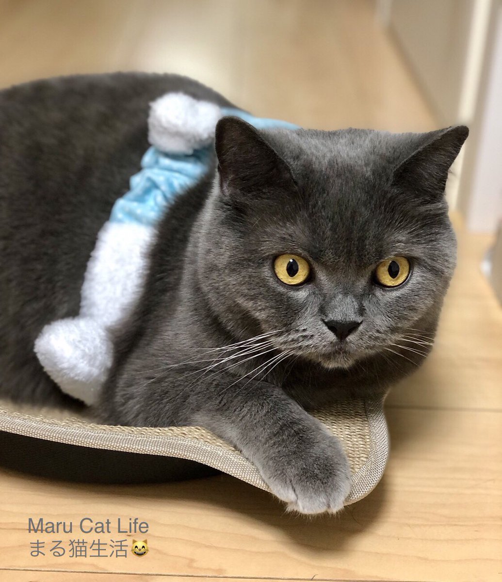 2q6QyWkXYMrPCg9's tweet photo. It looks like we might avoid a direct hit from the typhoon, don't you think?
Have a wonderful Sunday.😸

🍀ℒฺℴฺνℯฺ🍀 (🎀ᴗ͈ˬᴗ͈)⁾⁾
台風の直撃は免れそうかな？
楽しい日曜日を過ごしてね😸
Good night.✨ 2026/09/19 ♡🌧24°
#ブリティッシュショートヘア
#Cat #猫のいる暮らし https://t.co/mZgPAm6HCu