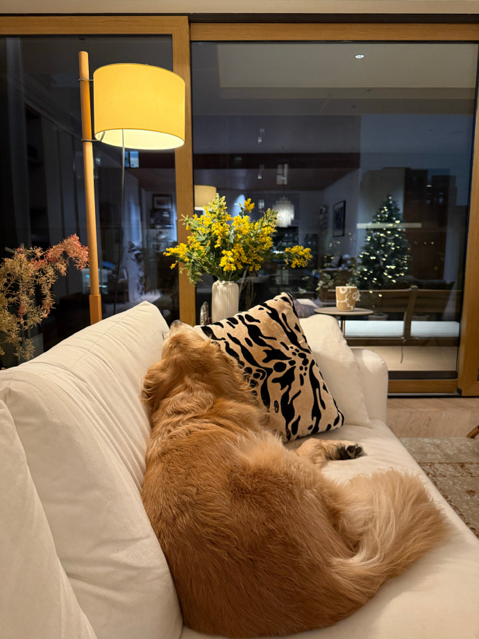 ArlieCartrnmt's tweet photo. Mi perro me espera en la puerta después de un día largo, su calidez hace que todo se sienta mejor  #MascotasFelices https://t.co/auC0WUS7Nq