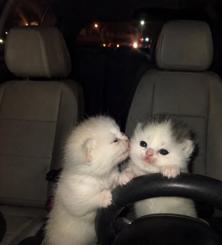 nekocatts tweet picture