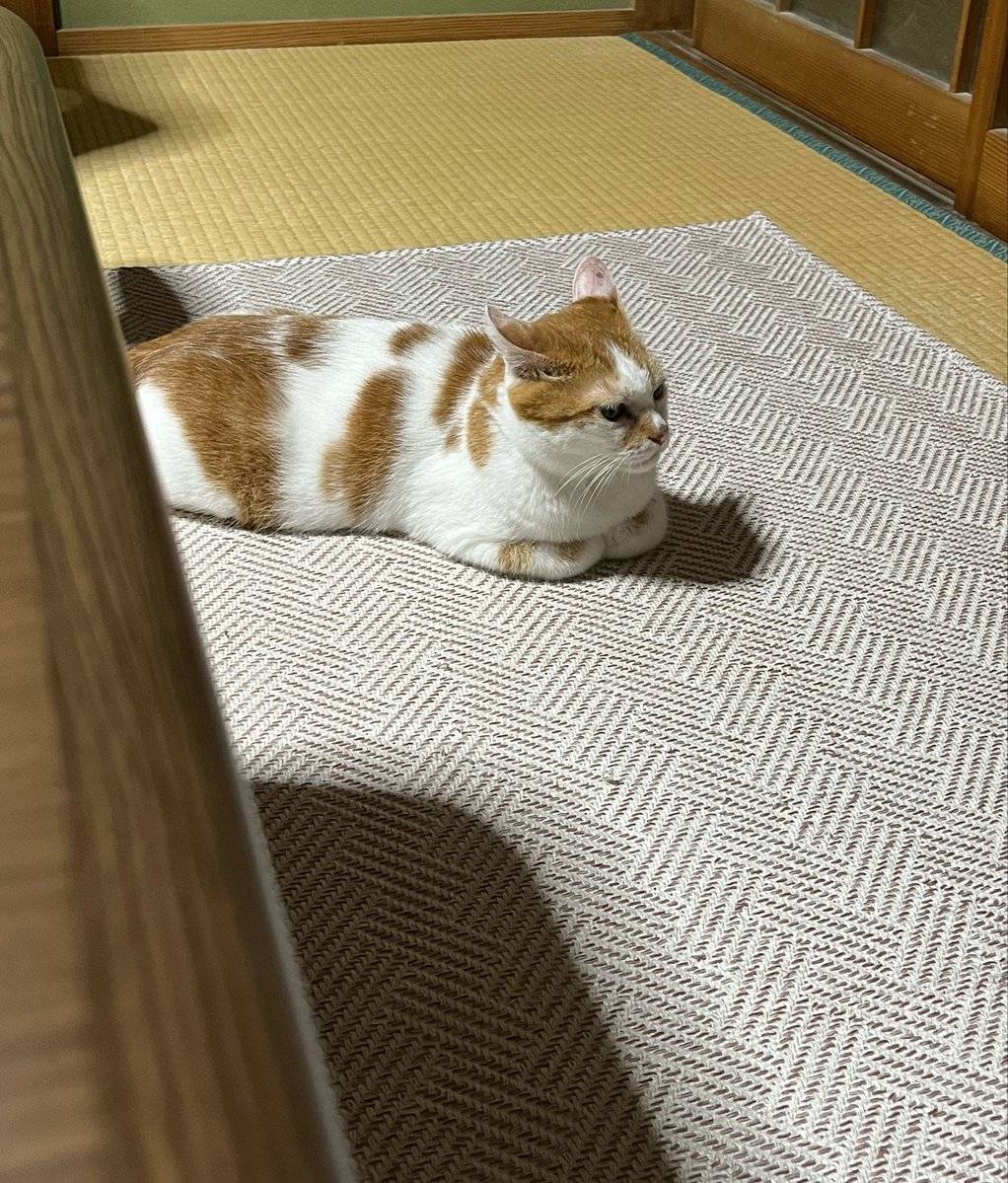 hochimori's tweet photo. ドライヤーかけてたら静かにキレてる猫おった

ごめんて https://t.co/k5xMZ66jf2