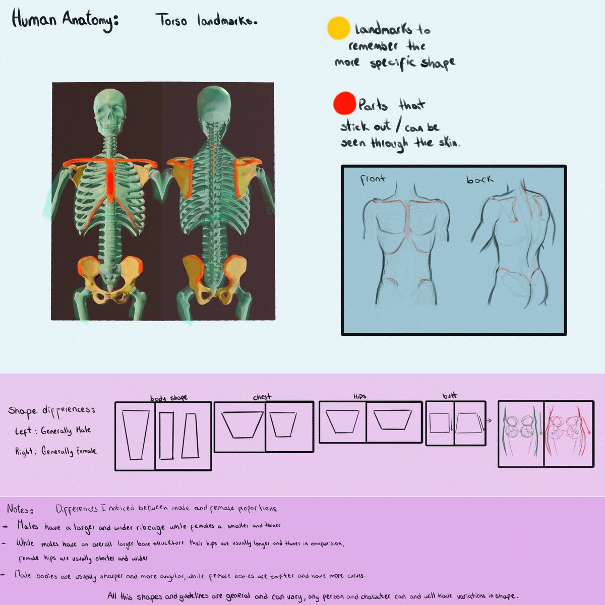 ElliewiArt's tweet photo. Second post on Human Anatomy! ✨✨
This is for My concept art learning process! Today we are looking into Torso Landmarks and some gesture/figure drawing!
Feel free to use this as learning material!
#artstudy #PracticeArt #conceptart #anatomy #artmootsㅤ ✨ https://t.co/NKQcXroQyO