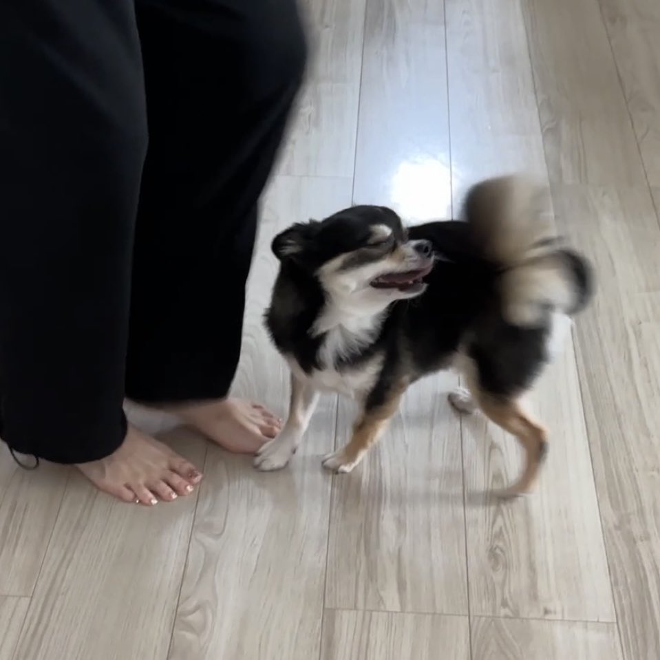 gomachihuahua's tweet photo. ママ！どこ行ってたんだよぉぅ！🥳 https://t.co/T3wcVD2JFP