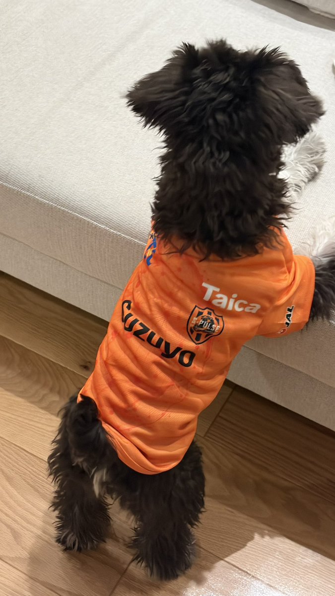 isk818's tweet photo. ぎああわあああ、かわいい😭😭🧡
@spulse_goods #spulse https://t.co/KesoK7u8H5