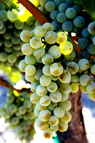 EverWonderWine's tweet photo. Sémillon (seh-mee-yohn) is a yellow-skinned grape native to Bordeaux, France, where it has been grown for hundreds of years.

Learn more...
https://t.co/A0dCDuIMAq

#Wine #LearnWine #WineFacts #WineGrapes #Semillion #WhiteWine #SweetWine #FrenchWine https://t.co/zviSSwlspV