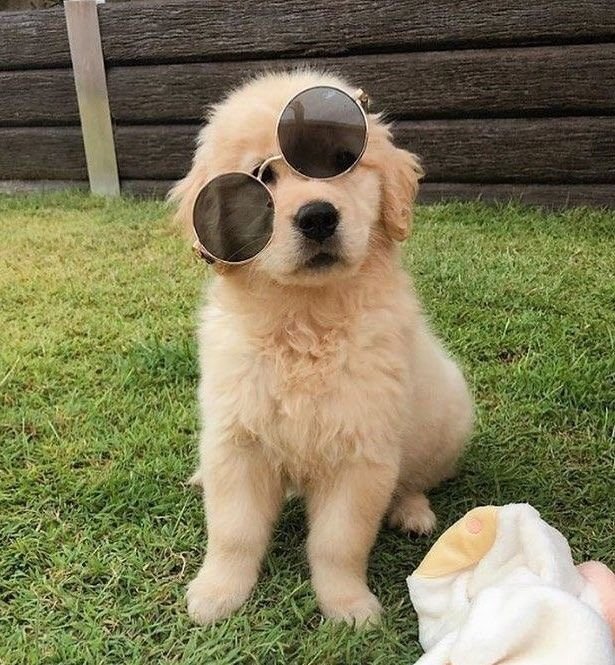 Animal_fanlover's tweet photo. https://t.co/Wy55Wpv1yH