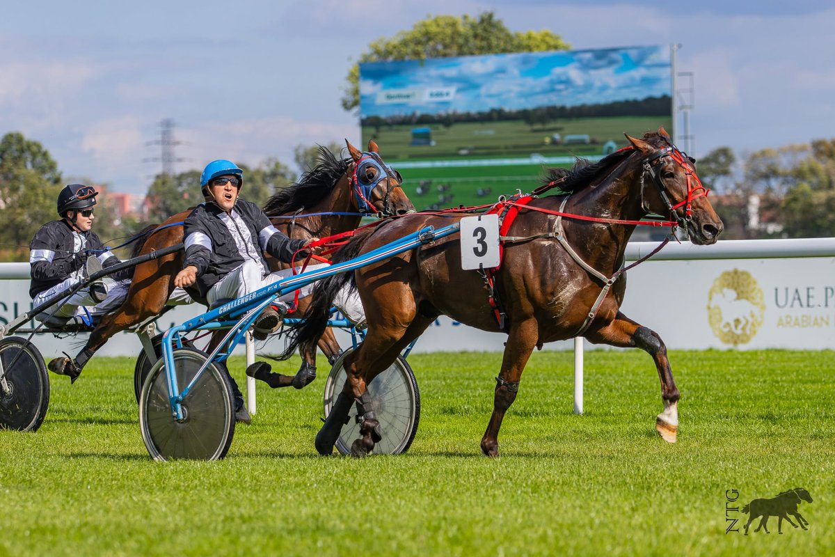 klusaki_'s tweet photo. 🥇 𝗡𝗘𝗪 𝗣𝗢𝗪𝗘𝗥 beats older horses! 3yo from #Neli stable wins the first race of his career at @Tor_Sluzewiec 🇵🇱
🧤 Henadz Miksha
🧢 Anna Tomczak
🎩 Robert Miś
🐎 Jean Philippe Dubois
♂️ Prodigious
♀️ Tender Night
📸 Nie Tylko Galop https://t.co/WpVaJKuj62