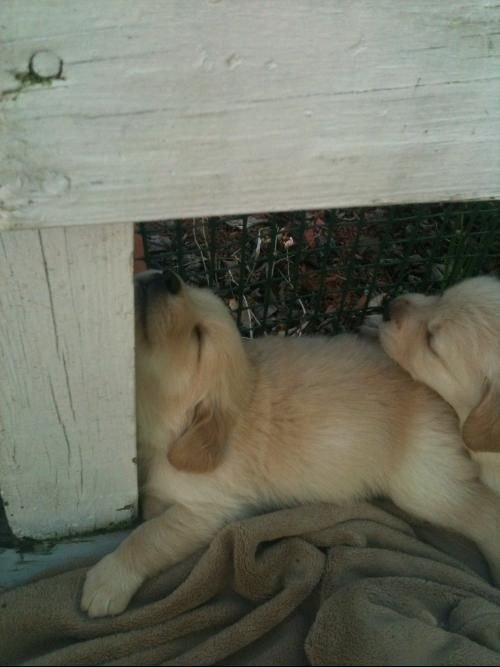 Animal_fanlover tweet picture