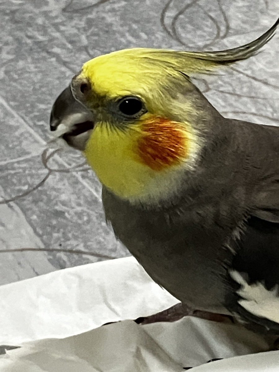 urumO5O3's tweet photo. オカメインコを探しています。本日11時頃茨城県県神栖市で迷子になりました。
保護された方や見かけた方はDMまでお願いいたします。
本当に些細な情報でも構いません。
むぎくんと呼ぶと反応します。
 #オカメインコ  #神栖   #茨城県  #迷子インコ  #インコ迷子 https://t.co/QvDD0G6eYJ