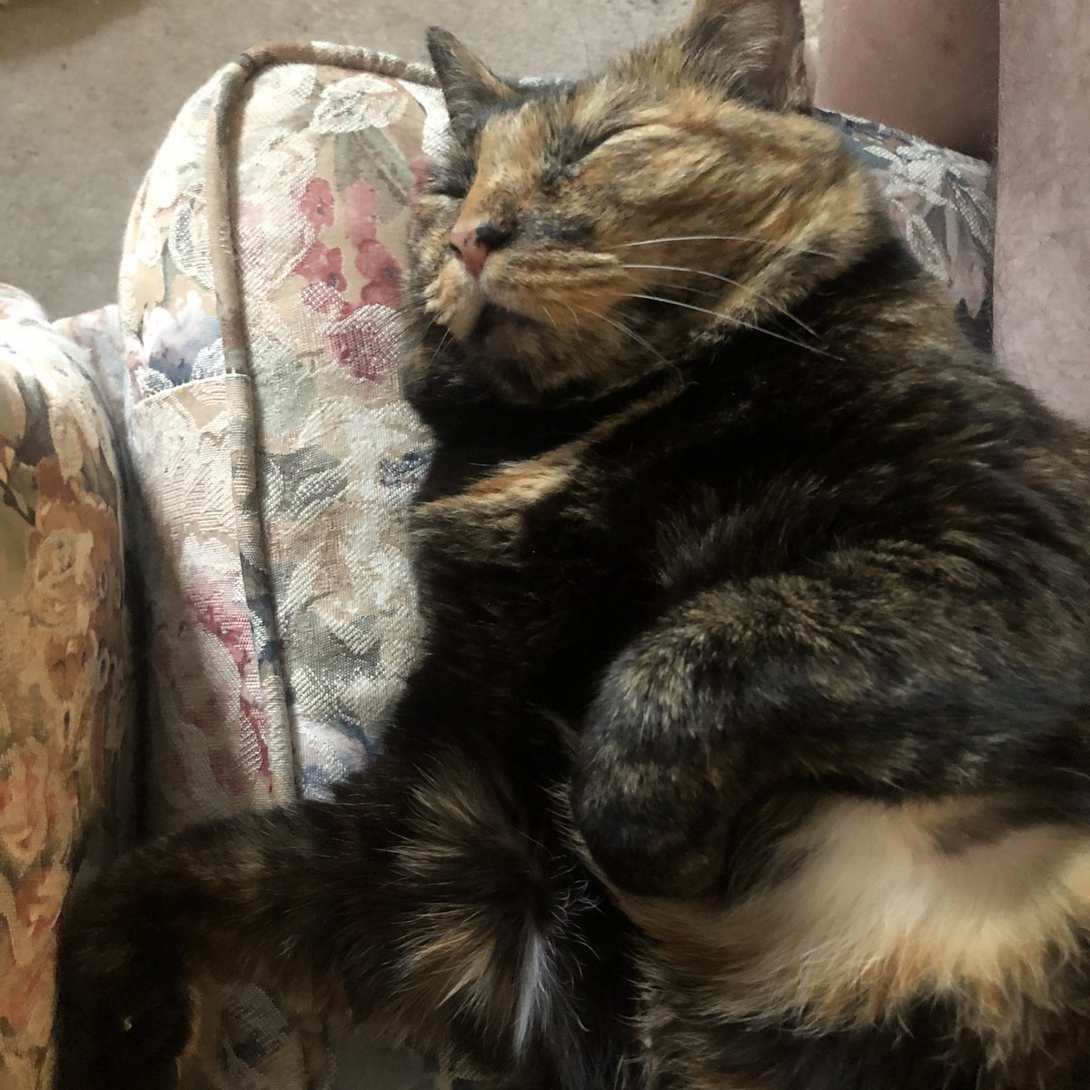 ChaiGerdes's tweet photo. Dreaming I’m a bunny! https://t.co/EupSKfVn0V