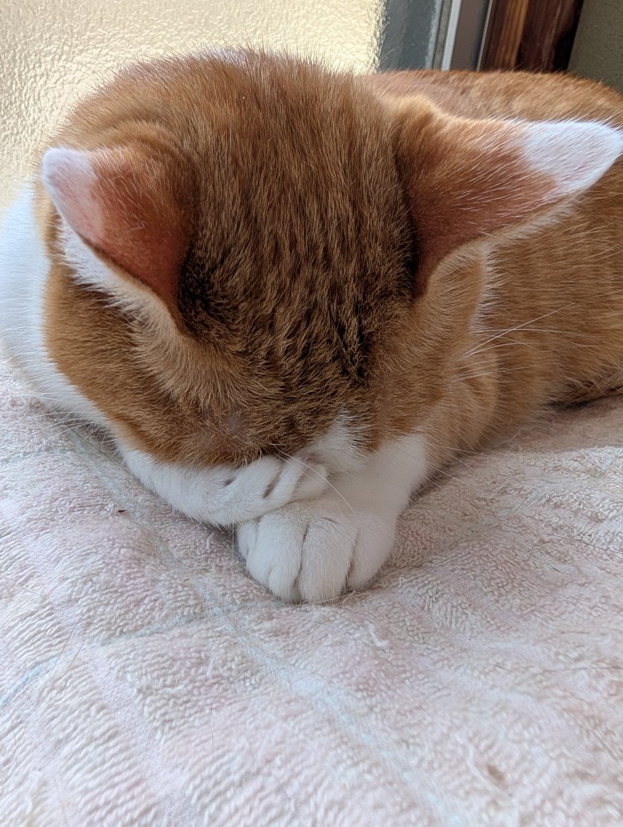xAzwizeAQXhHvPi's tweet photo. ねこの仕草本当にかわいくて泣けてくるよ。 https://t.co/LlR4CtVPwq
