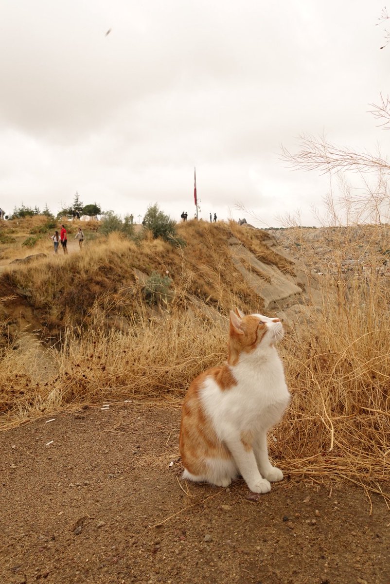 yoko_redrosso's tweet photo. カッパドキアの猫の写真あげて気持ち落ち着けます https://t.co/KwngjWARbz